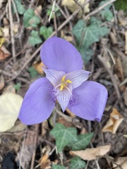 Crocus banaticus