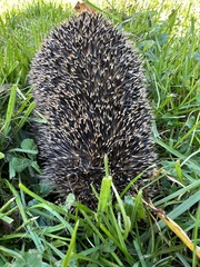 Erinaceus