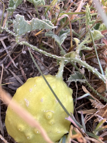 Cucumis aculeatus (Cucumis aculeatus)