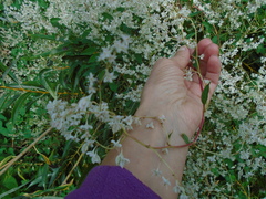 Fallopia baldschuanica