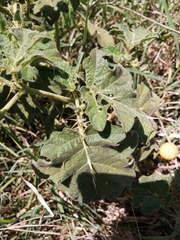 Solanum viarum image