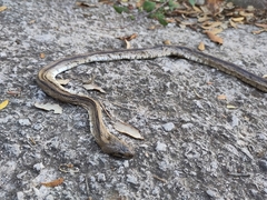 Zamenis scalaris