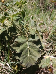 Solanum viarum image