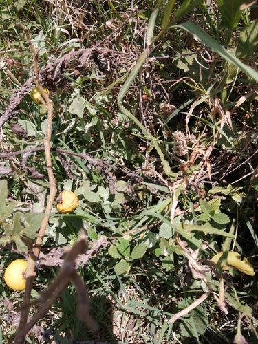 Solanum viarum image