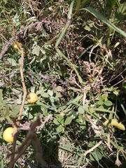 Solanum viarum image