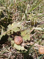 Solanum viarum image