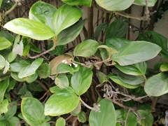 Viburnum