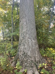 Liriodendron tulipifera