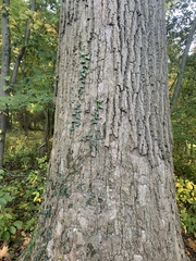 Liriodendron tulipifera