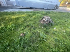 Coprinellus micaceus