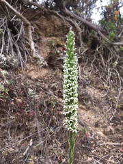Platanthera elegans elegans