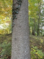 Liriodendron tulipifera