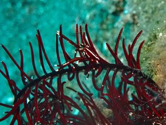 Allogalathea elegans