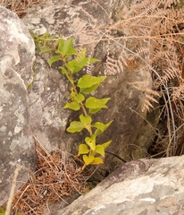 Teedia lucida