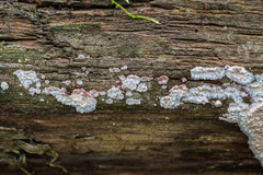 Phlebia centrifuga