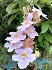 Thunbergia grandiflora