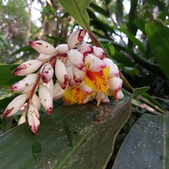 Alpinia zerumbet