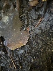 Pseudopolydesmus canadensis