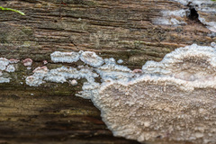 Phlebia centrifuga