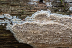 Phlebia centrifuga