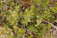 Searsia lucida