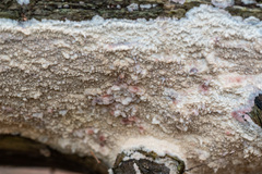 Phlebia centrifuga