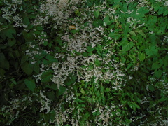 Fallopia baldschuanica