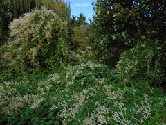 Fallopia baldschuanica