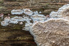 Phlebia centrifuga