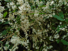 Fallopia baldschuanica