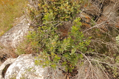 Searsia lucida