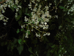 Fallopia baldschuanica