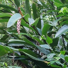 Alpinia zerumbet