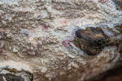 Phlebia centrifuga