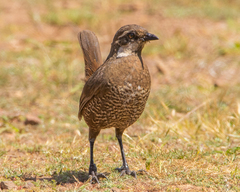 Pteroptochos megapodius