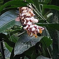Alpinia zerumbet