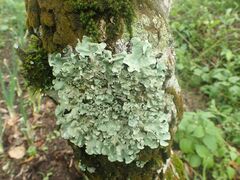 Flavoparmelia caperata