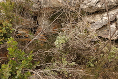 Helichrysum petiolare
