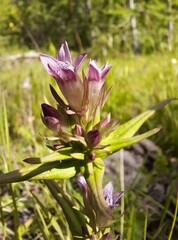 Gentianella amarella acuta