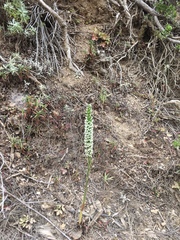 Platanthera elegans elegans