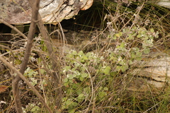 Helichrysum petiolare
