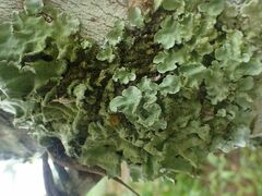 Flavoparmelia caperata