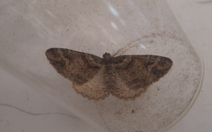 Catarhoe basochesiata