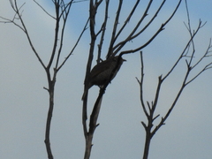 Sericulus chrysocephalus