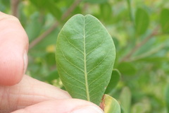 Searsia glauca