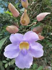 Thunbergia grandiflora