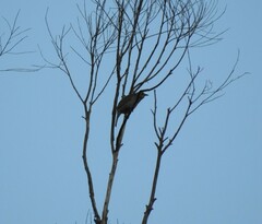 Sericulus chrysocephalus