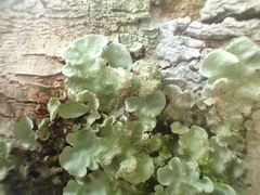 Flavoparmelia caperata