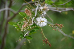Pithecellobium dulce