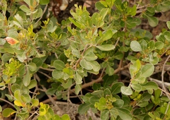 Searsia lucida